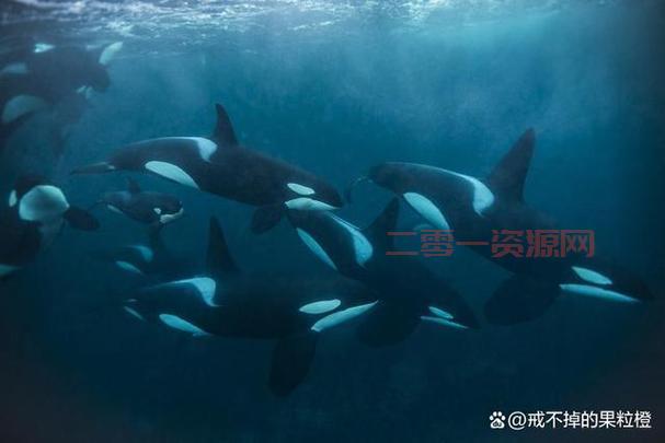 抹香. 抹香鲸和虎鲸：海洋中的顶级掠食者对决