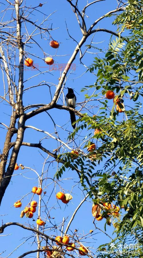 太空外卖宫保鸡丁：航天员在太空也能享受美味川菜