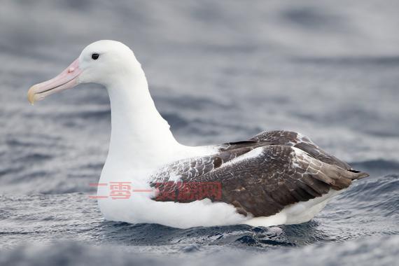 疾风信天翁的习性与捕捉攻略