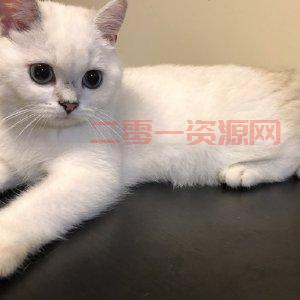 狮子汪宝宝哪里买靠谱？挑选健康宝宝的秘诀！