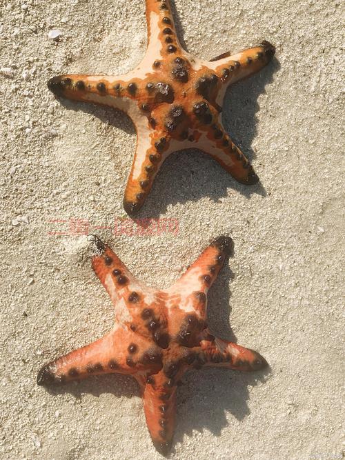 七鳃鳗嘴巴的功能是什么？探索它独特的捕食方式！