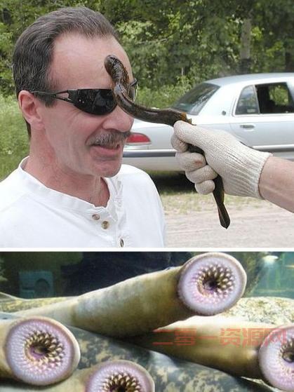 七鳃鳗嘴巴的功能是什么？探索它独特的捕食方式！